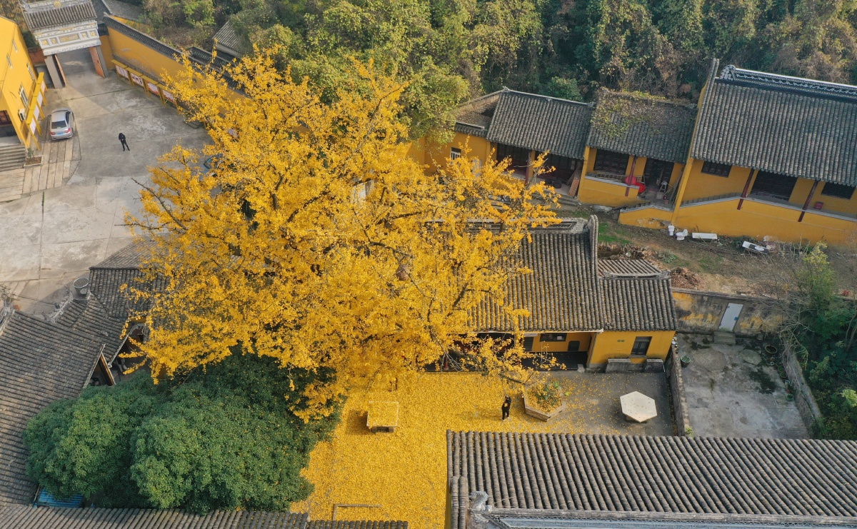 禅院钟声菩提树佛门盛装黄金甲