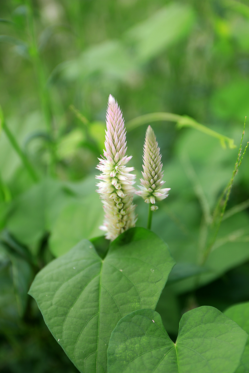 花草- 天中林1368 - 图虫