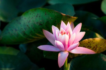 lotus