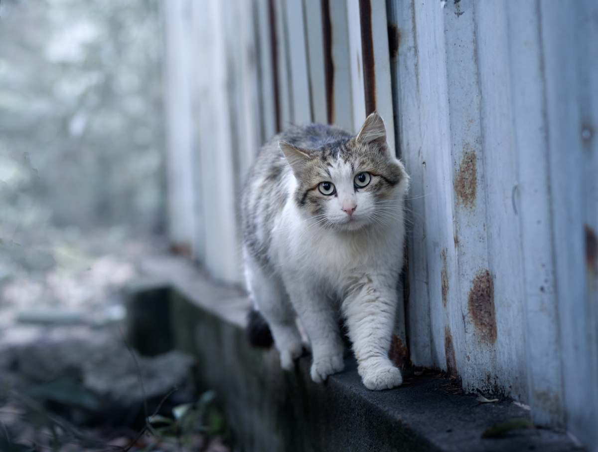 the fog comes on little cat feet.