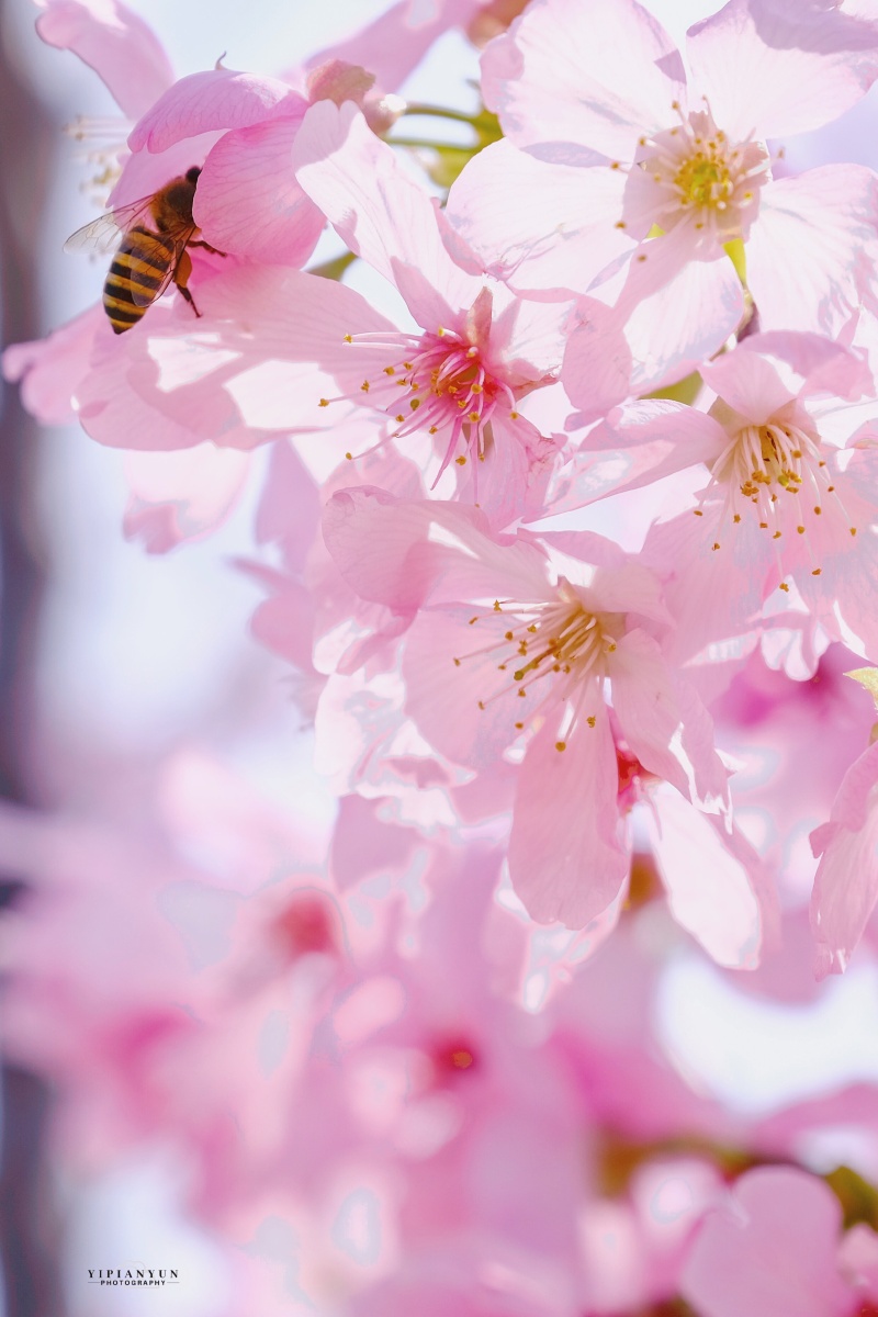 春天的樱花开得正艳