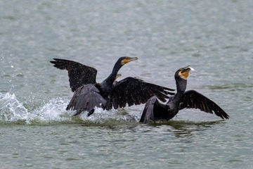 12043