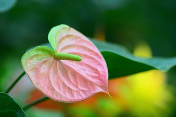 静物115