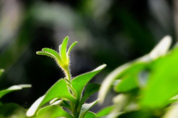 静物112