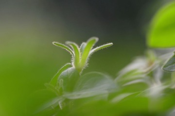 静物113