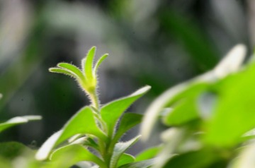 静物110