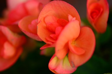 花卉09