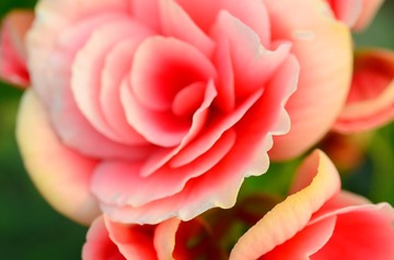 花卉12