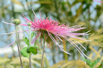 花卉16