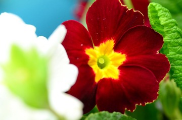 花卉19