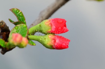 花卉27
