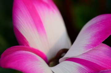 花卉30