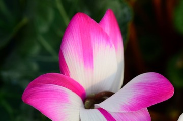 花卉31