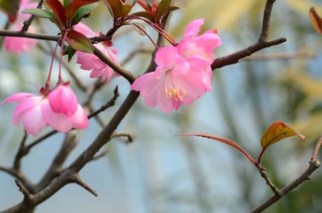 花卉34
