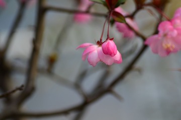 花卉35