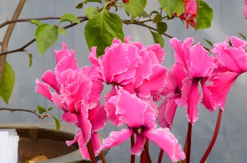 花卉36