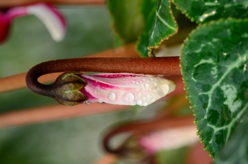 花卉41