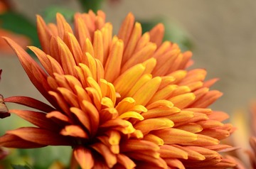 花卉43