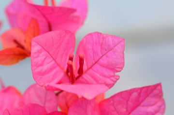 花卉52