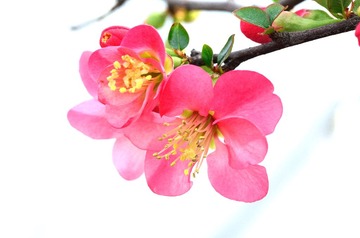 花卉01