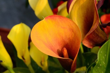 花卉04