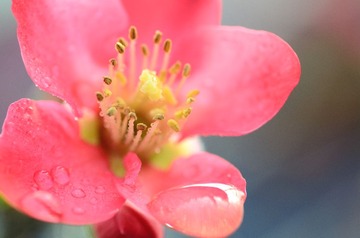 花卉09
