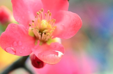 花卉10