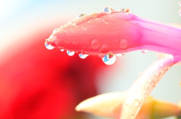 花卉13
