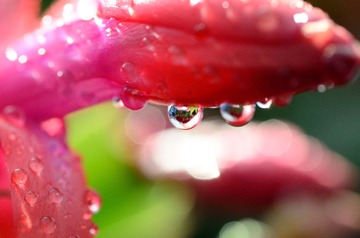 花卉15