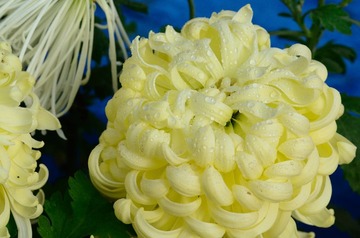 花卉16
