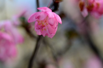 花卉38