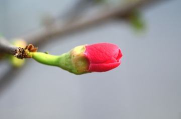 花卉41