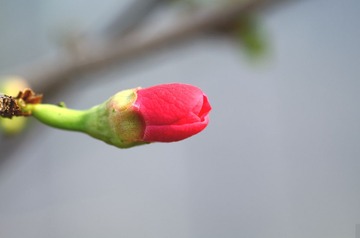 花卉42