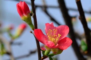 花卉44