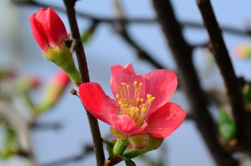 花卉45