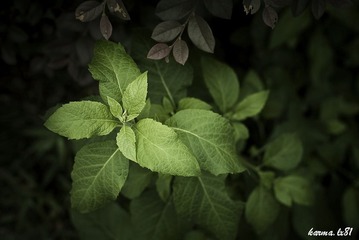 花草
