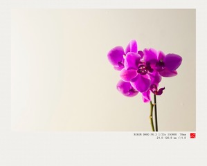 DSC_1463_DxO_