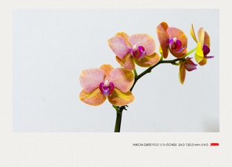 DSC_1493_DxO_