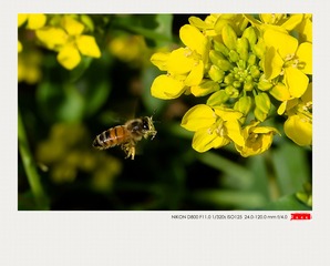 DSC_1522_DxO__