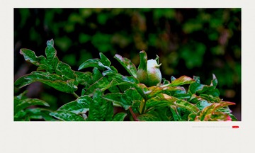 DSC_21751_DxO__