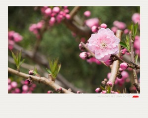 DSC_2217_DxO_