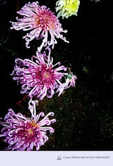 IMG_1371_