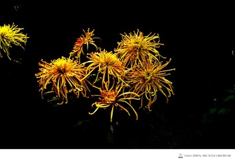 IMG_1380_