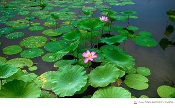 IMG_1273_