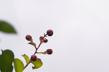 683667