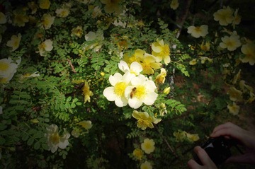 IMGP1124_