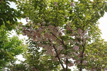 IMGP1106_