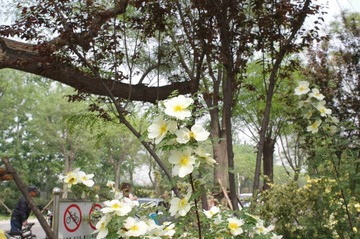 IMGP1129_