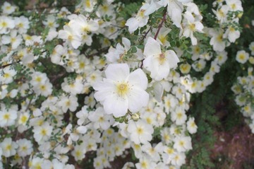 IMGP1131_