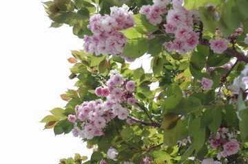 IMGP1167_